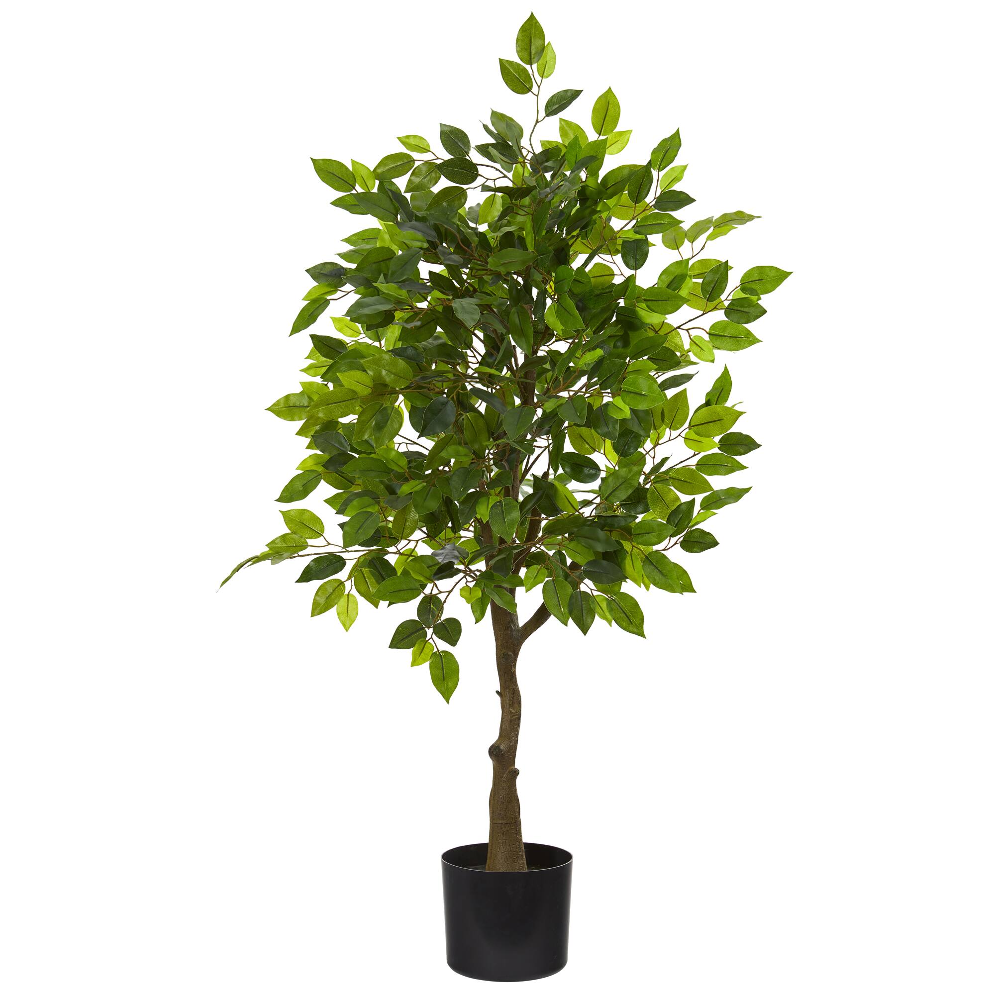 3.25ft. Potted Ficus Tree